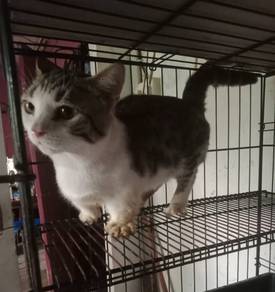 Pusak Munchkin cute