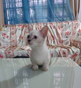 pusak munchkin colorpoint