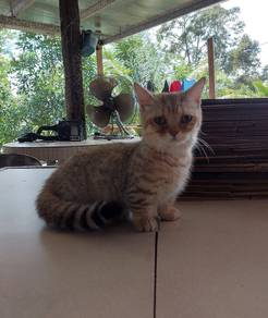 Pusak munchkin supershort