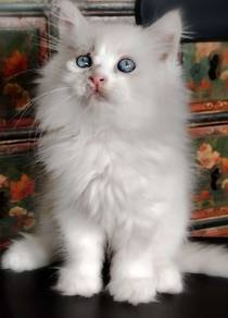 Ragdoll Kitten