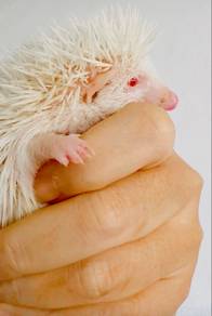 Landak mini @ Hedgehog