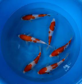 koi fish