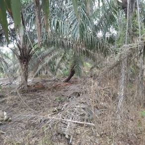 Tanah Pertanian Kebun Sawit Bukit Naning Muar Johor