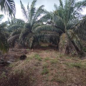 Tanah Pertanian Kebun Sawit Bukit Naning Muar Johor