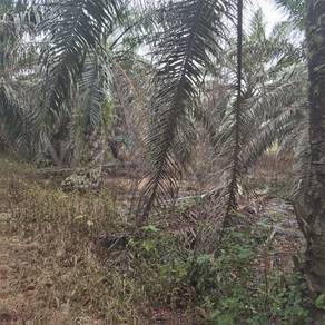 Tanah Pertanian Kebun Sawit Bukit Naning Muar Johor