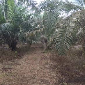 Tanah Pertanian Kebun Sawit Bukit Naning Muar Johor