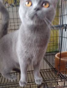 Blue Bsh