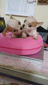 Chihuahua Puppy