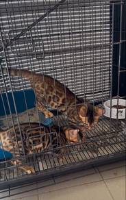 Bengal Brown Cantikk 1 betina 1 jantan