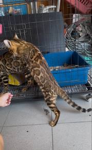 Bengal Donutt Betina