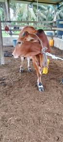 Lembu