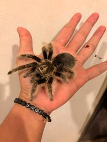 Tarantula
