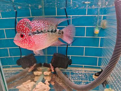 Ilan flowerhorn lohan srd