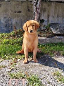 Golden Retriever puppy 