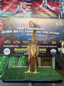 Ayam ratu darah lidi