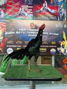 Ayam ratu SG