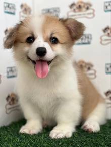 Welsh corgi