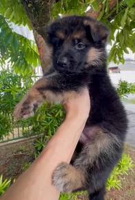 German Shepherd (MKA)