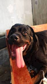 Pure Breed Rottweiler (Female)
