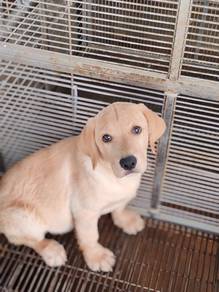 Pure Breed Labrador Puppy