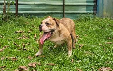 Bulldog