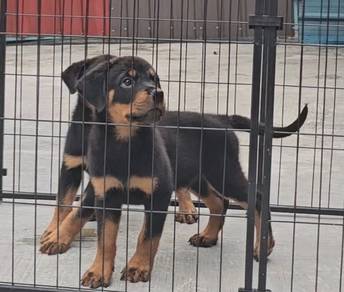 Rottweiler Puppy