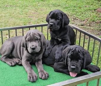 Cane Croso Puppy