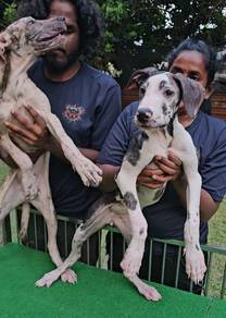Great Dane Puppy