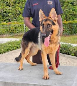 German Shepherd Puppy