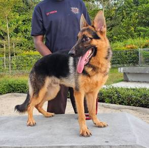 German Shepherd Puppy