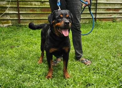Rottweiler