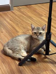 British Short Hair (BSH) Golden