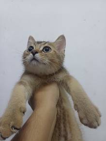 Golden British Shorthair male kitten 😸 