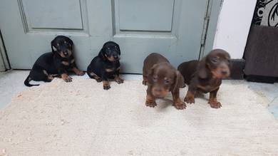 Kool Dachshund