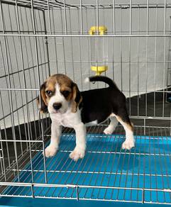 Beagle puppy