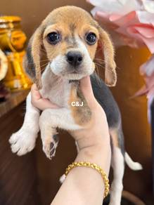 Beagle
