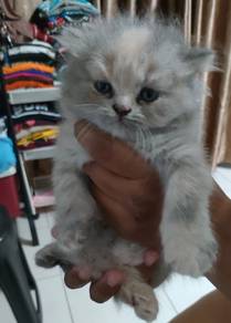 Persian 3month