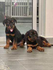 Pure Rottweiler puppies