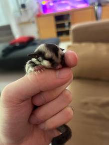 Sugar glider