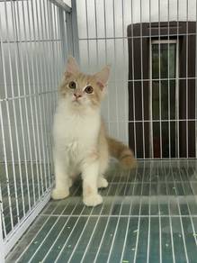 Pure Mainecoon kitten