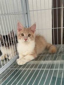 Pure Mainecoon kitten