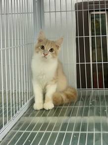 Pure Mainecoon kitten