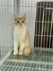 Pure Mainecoon kitten