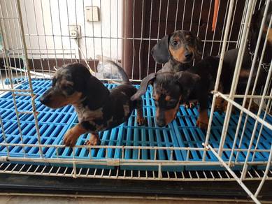 Sky Dachshund