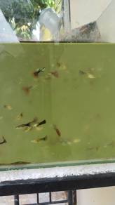 Ikan guppy murah