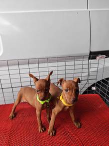 Yellow Mini Pinscher 0810