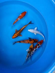 koi fish