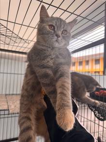 kucing bsh