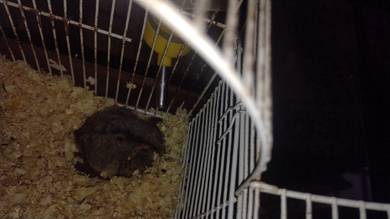 hamster 