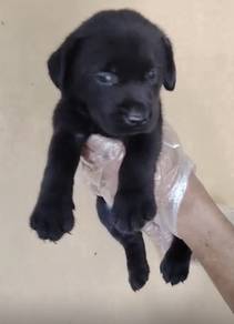 labrador